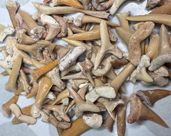 Wholesale Lot of 100+ Fossil Shark Teeth Morocco