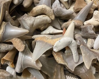 Lot de plus de 100 dents de requin fossiles Sahara occidental