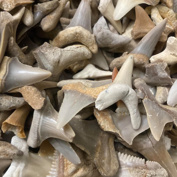 Lot de plus de 100 dents de requin fossiles Sahara occidental