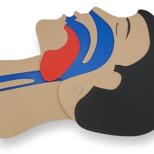 Könnte beinhalten: Ein Diagramm der menschlichen Atemwege, das Zunge, Kehldeckel und Luftröhre zeigt. Die Zunge ist rot, der Kehldeckel ist blau und die Luftröhre ist braun.