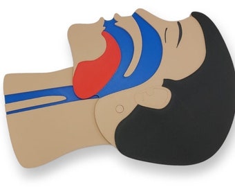 Adult head cut model for first aid training