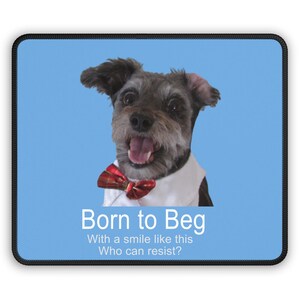 May include: A black and gray dog wearing a white shirt and a red bow tie. The dog is smiling and the background is light blue. The text "Born to Beg" is written below the dog, followed by "With a smile like this Who can resist?"