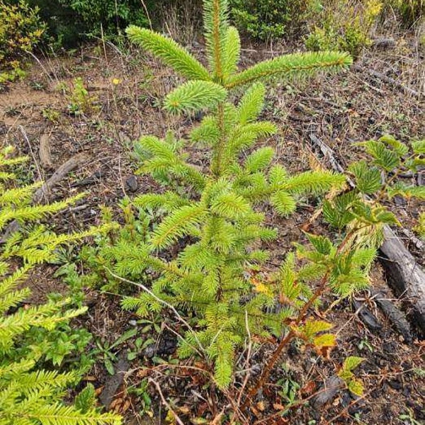 Norway Spruce