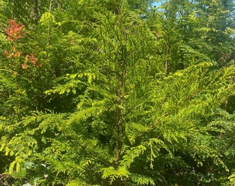 Western Red Cedar