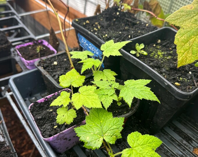 Thimbleberry - Etsy