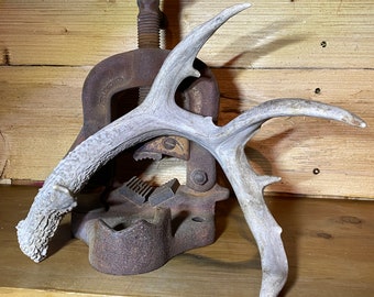 Coues Whitetail Deer Shed ~ Antler