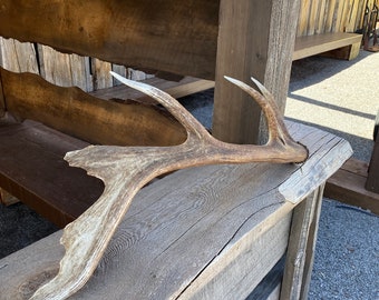 Unique Elk Shed ~ Antler ~ Decor