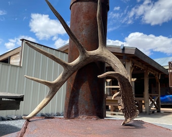 Trophy Class Whitetail Shed ~ Antler