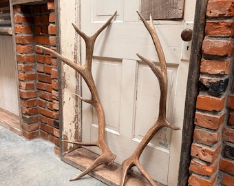 6x6 Set Of Elk Sheds ~ Elk Antlers ~ Wedding Decor ~ Cabin Decor ~ Free Shipping