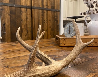 49” Trophy Class Coues Whitetail Shed~ Antler