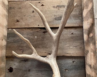85” Mule Deer Shed ~ Antler