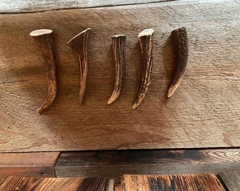 5 Elk Antler Tines ~ Tips ~ Points ~ Dog Chews