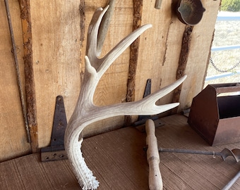 Large Mule Deer Shed ~ Antler