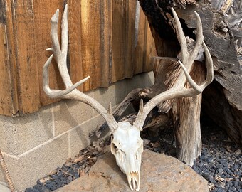 5x6 Mule Deer Rack ~ Antlers