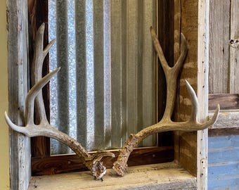 Very Unique Set of Mule Deer Sheds ~ Antlers