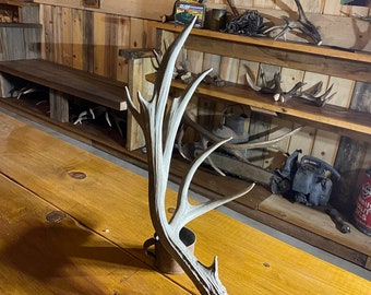 Large Mule Deer Shed ~ Antler