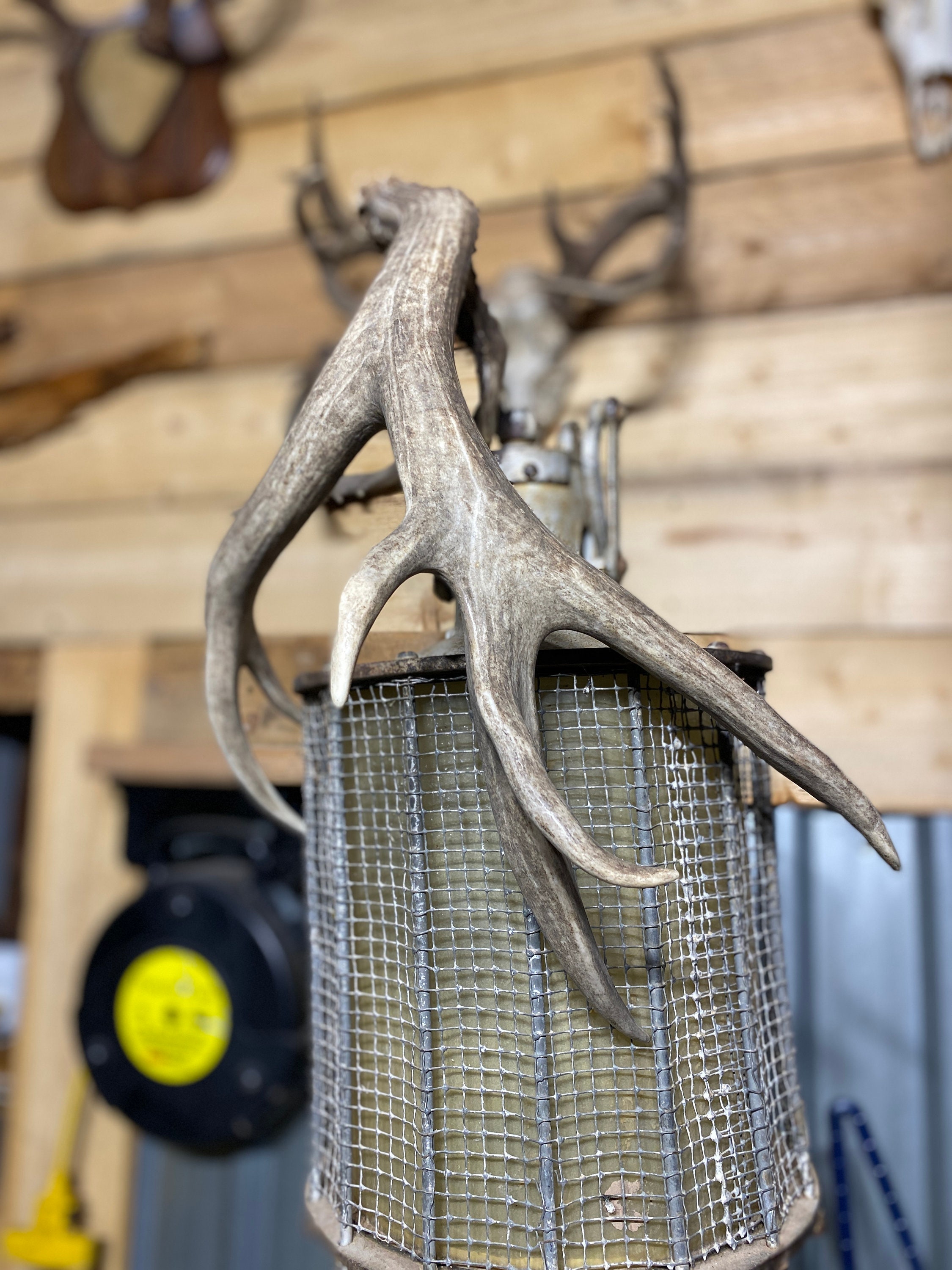 7pt Mule Deer Shed Antler - Etsy