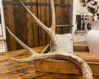 Large Mule Deer Shed ~ Antler