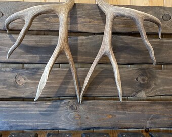 Nice set of Mule Deer Sheds ~ Antlers