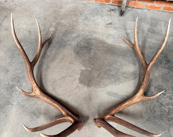 6x6 Set of Elk sheds ~ Elk antlers ~ Decor