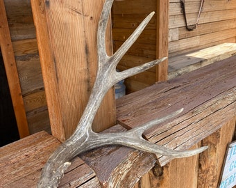 86” Mule Deer Shed ~ Antler