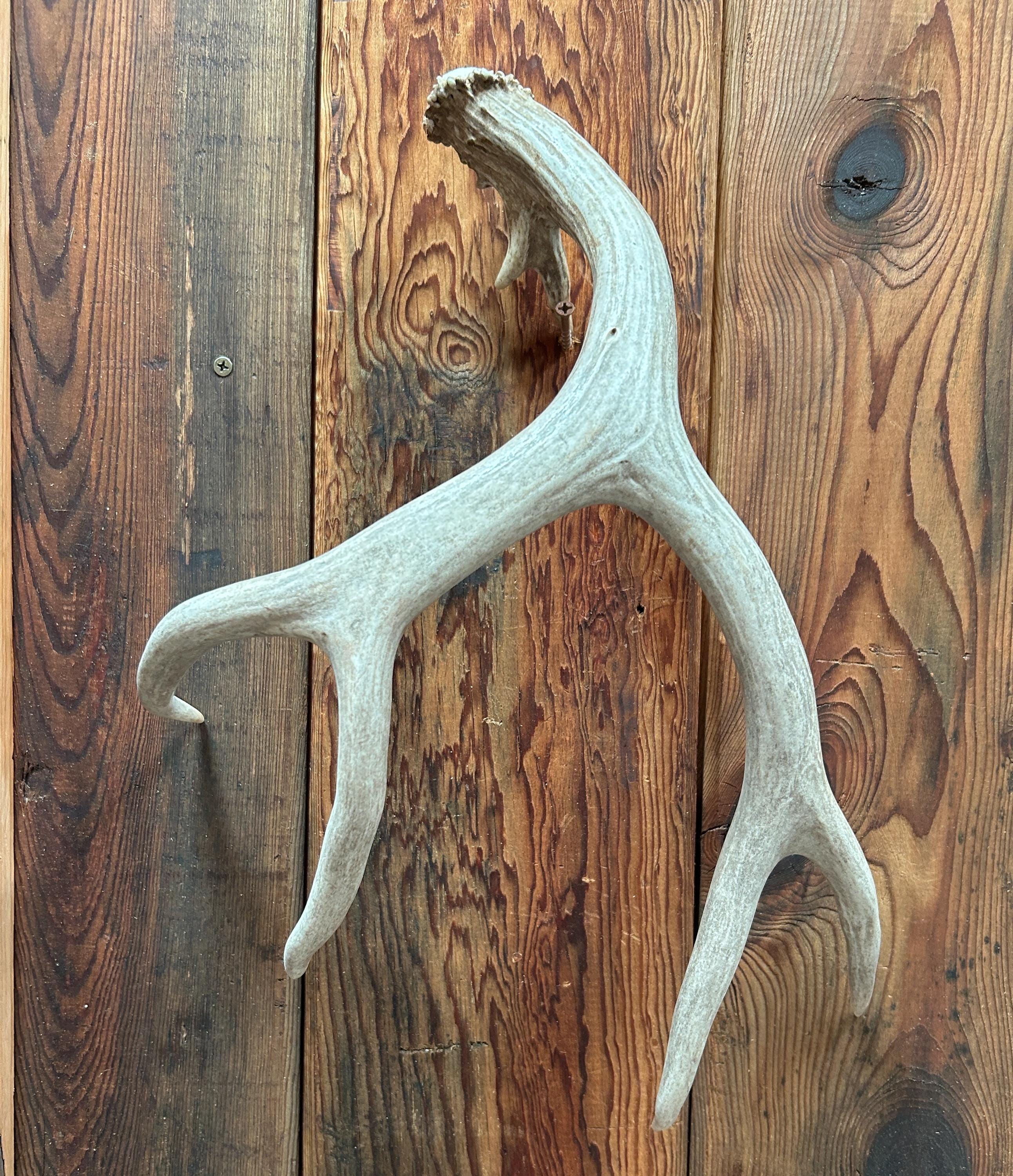 Mule Deer Antler ~ Mule Deer Shed ~ Antler Art ~ Decor - Etsy