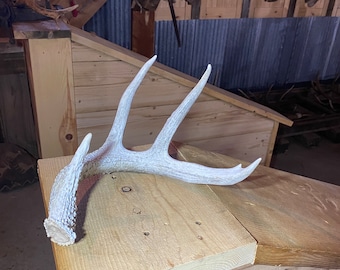 Large Coues Whitetail Deer Shed ~ Antler