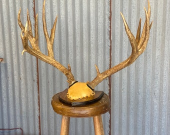 Monster 209”  12x7 Mule Deer ~ Antlers ~ Collectors