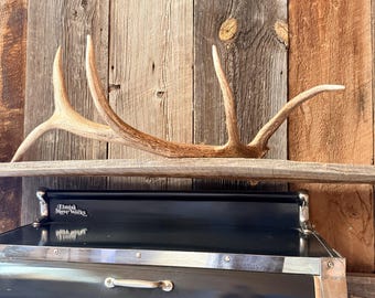 5pt Elk Shed ~ Elk Antler ~ Wedding decor