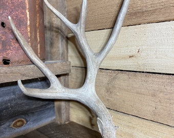 Large Mule Deer Shed ~ Antler
