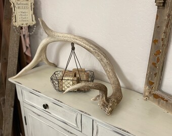 Unique Elk Shed ~ Antler ~ Decor
