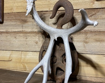 Unique Mule Deer Shed ~ Antler