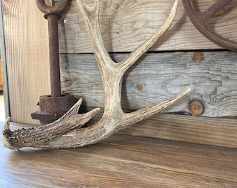 Large Trophy Class Whitetail Deer Shed ~ Antler