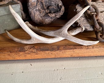 Adorable set of mule deer sheds ~ Antlers