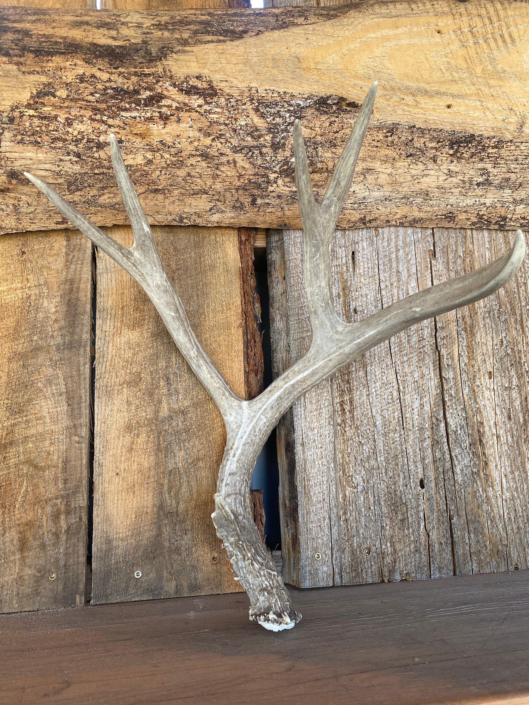 Mule Deer Antlers Shed