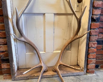 6x6 Set Of Elk Sheds ~ Elk Antlers ~ Wedding Decor ~ Cabin Decor ~ Free Shipping