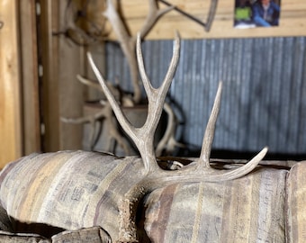 Large Mule Deer Shed ~ Antler