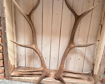 Little gems! 5x5 set of Elk Sheds ~ Antlers ~ Decor