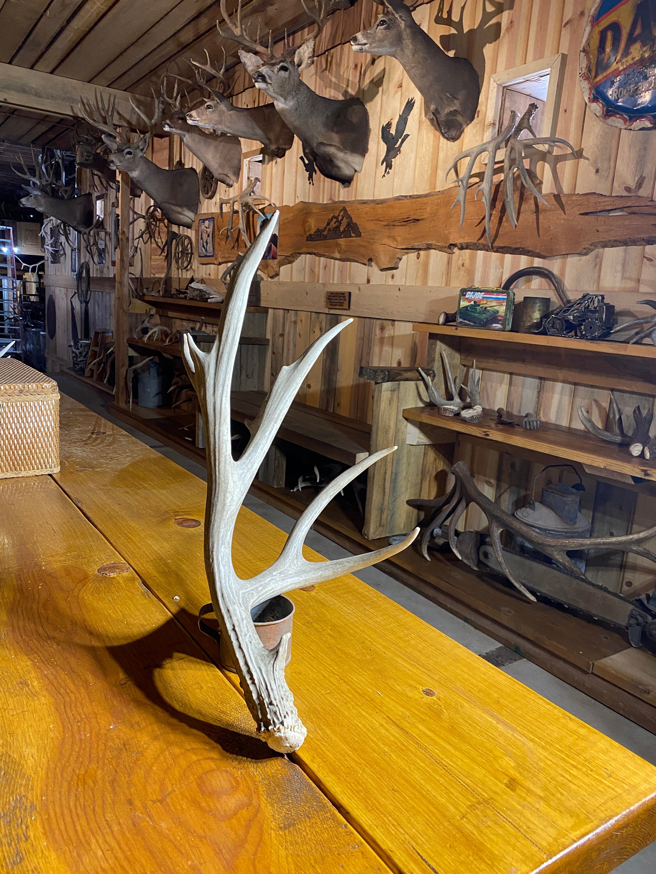 Large Mule Deer Shed ~ Antler - Etsy