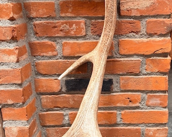 Palmated Elk Shed ~ Elk Antler ~ Decor