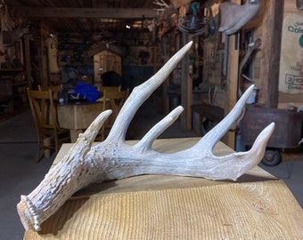 Trophy Class Coues Whitetail Shed ~ Antler