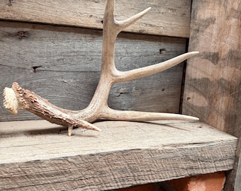 Eastern Whitetail Deer Shed ~ Deer Antler