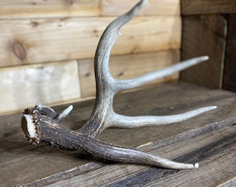 Collectors Whitetail Shed ~ Antler