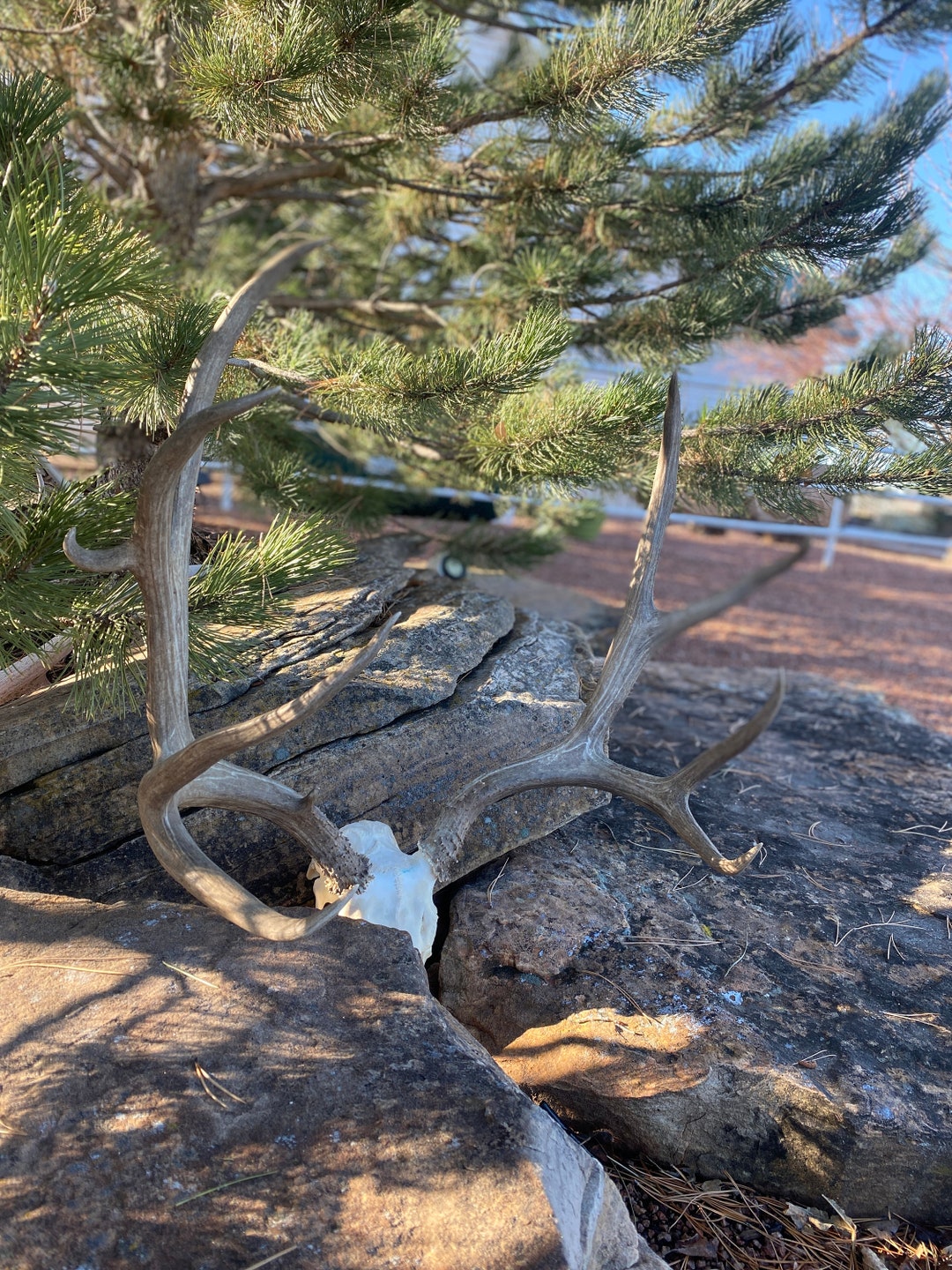 189 Mule Deer Rack Antlers - Etsy
