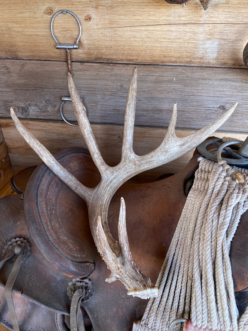 Beautiful Whitetail Deer Shed ~ Antler - Etsy