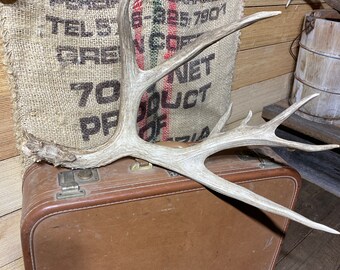 7pt Mule Deer Shed ~ Antler