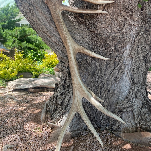 May include: A large, naturally shed antler, light brown in color, leans against a textured tree trunk. The antler has multiple tines and a curved shape, showcasing its natural form. The background includes a gravelly ground and green foliage.