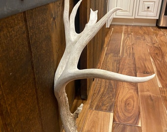 87” Mule Deer Shed ~ Antler