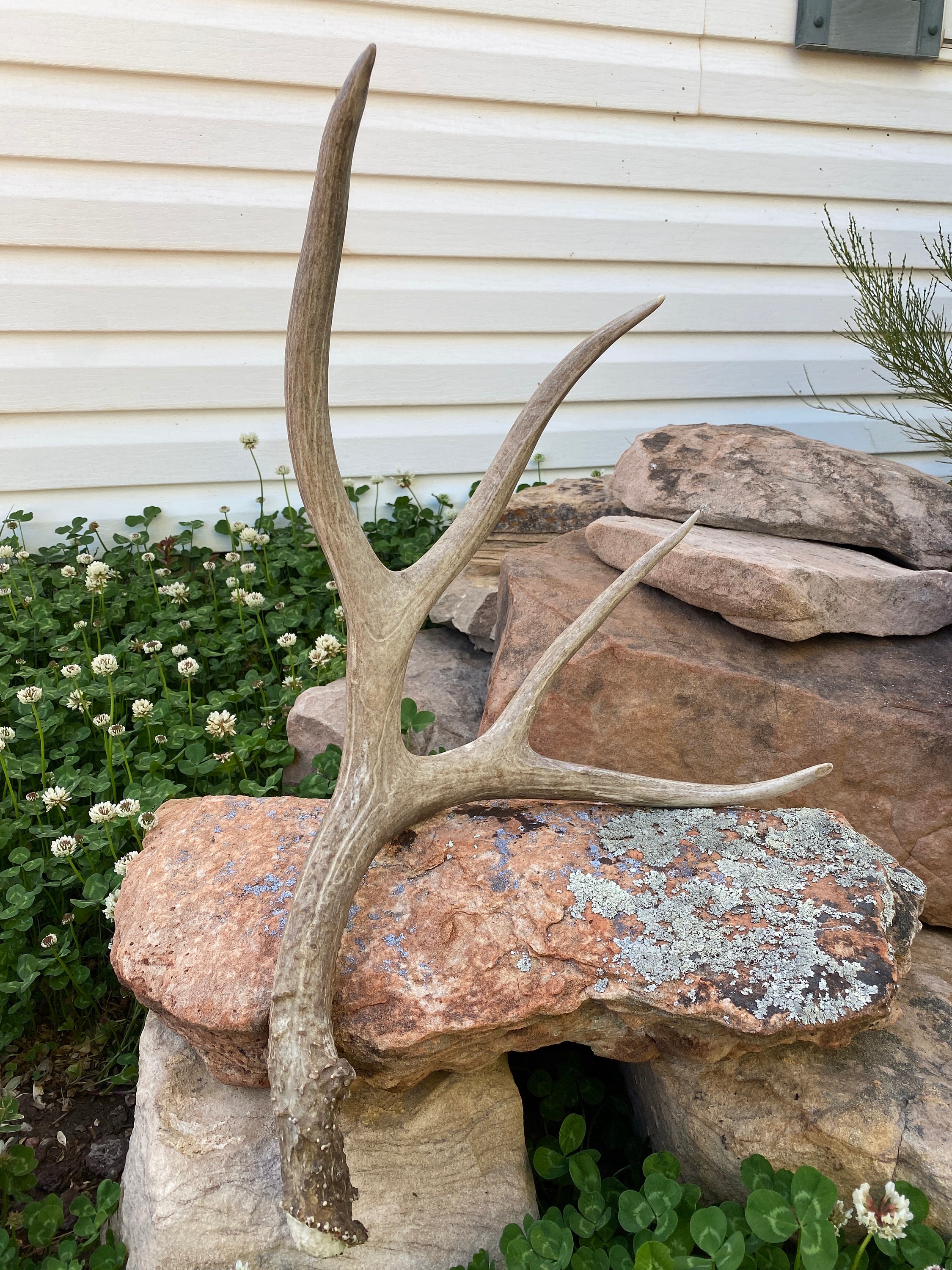 Large Mule Deer Shed ~ Antler - Etsy