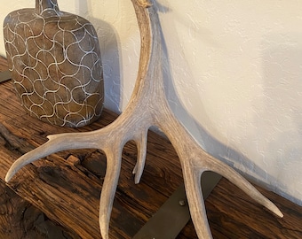Mule Deer Shed ~ Antler